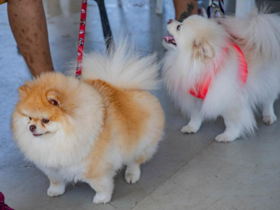Prefeitura de Barueri abre agenda de castração de cães e gatos na quarta, 2/9