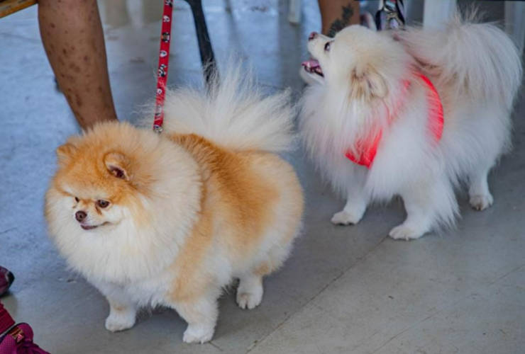 Prefeitura de Barueri abre agenda de castração de cães e gatos na quarta, 2/9