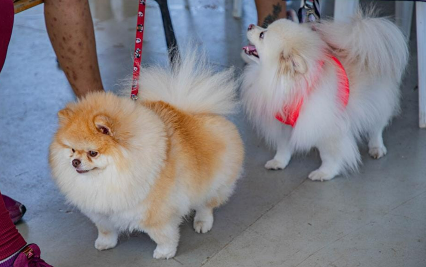 Prefeitura de Barueri abre agenda de castração de cães e gatos na quarta, 2/9