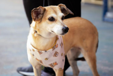 Prefeitura de Barueri divulga agenda de feiras de adoção de pets do mês de outubro